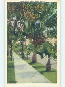 W-border COCONUT TREES ALONG THE STREET Miami Beach Florida FL AD6970