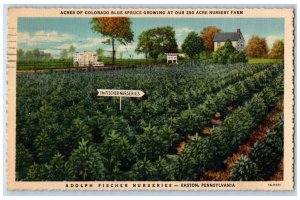 1937 Blue Spruce Adolph Fischer Nurseries Easton Pennsylvania PA Postcard