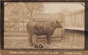 D21/ Shiloh Ohio Postcard Real Photo RPPC 1908 Homecoming Cow Ox Mansfield