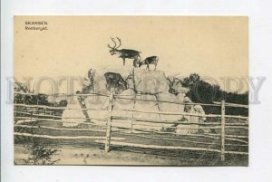 426360 Sweden Stockholm Museum SKANSEN deers Vintage postcard