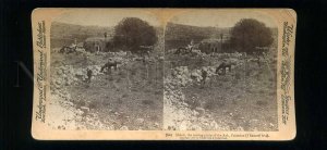 229156 Palestine Shilop resting place Ark 1900 y STEREO PHOTO