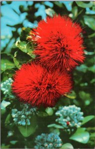 Postcard Hawaii - Scarlet Ohia Lehua tree blossom