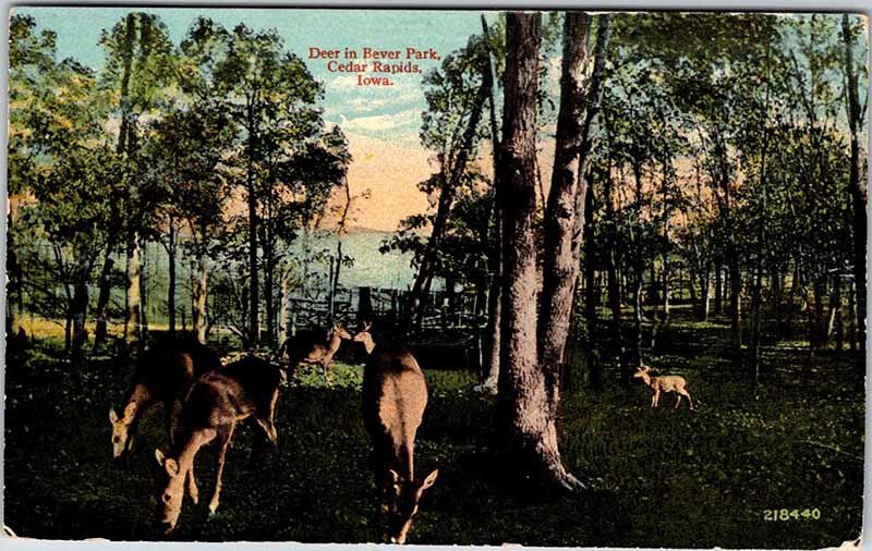 Postcard ANIMAL SCENE Cedar Rapids Iowa IA AL2523