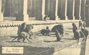 Monkeys at Durga Temple, Monkey , Gorilla Unused light corner wear, yellowing...