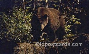 Glacier Bay Lodge, Bartless Cove, Alaska, USA Bear Unused 