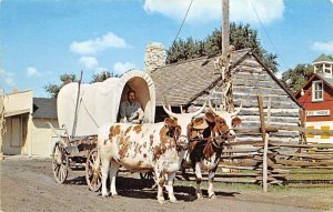 Covered Wagon, Oxen Team Mount Pleasant, Iowa