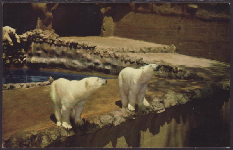 Polar Bears Postcard