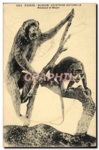 Old Postcard Paris Museum of Natural & # 39Histoire Macaque and Barbary Macaque