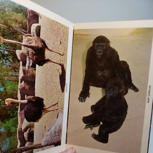 Vintage Postcard San Diego Zoo Balboa Park California Tigers elephant gorilla