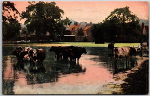 Group Of Buffalo In River Grounds & Building In The Distance Postcard