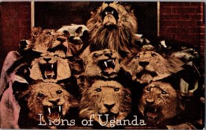 Lions of UGANDA Teddy Roosevelt Tour 1913 Postcard Antique Postcard JP9