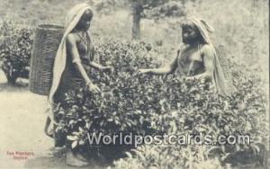 Ceylon, Ceylan, Sri Lanka  Tea Pluckers 