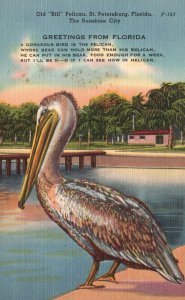 Vintage Postcard Old Bill Pelican St. Petersburg Florida Greetings From Florida