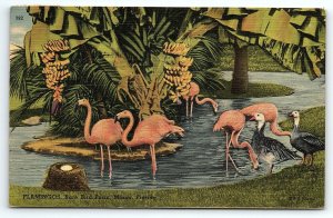 1940s MIAMI FLORIDA RARE BIRD FARM FLAMINGOS LINEN POSTCARD P2700