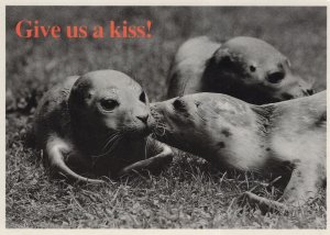 Give Us A Kiss Seals Walrus Animal Flirting Kissing Comic Postcard