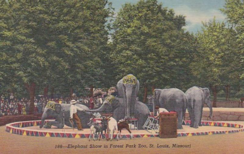 Missouri St Louis Elephant Show Forest Park Zoo Curteich