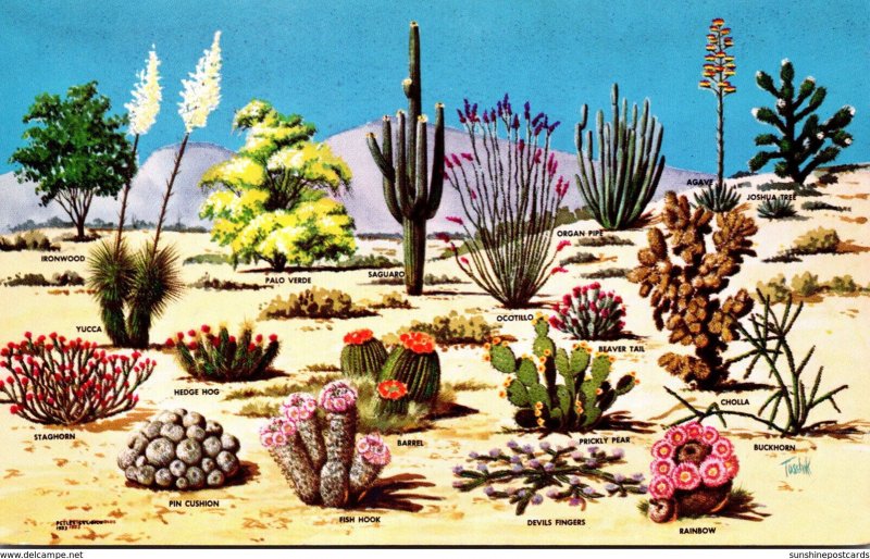 Cactus Cacti and Desert Flora Of The Great Southwest