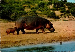Hippopotamus and Baby Kenya Africa 1972