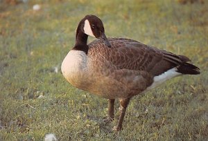 Canadian Goose Unused 