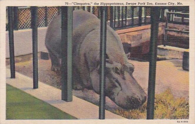 Missouri Kansas City Cleopatra The Hippopotamus In Swope Park Zoo Curteich