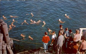 Winnipesaukee NH New Hampshire Alton Bay Coin Diving c1950-60s Vintage Postcard