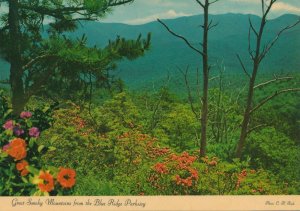 Great Smoky Mountains View from Balsam Ridge NC, North Carolina - pm 1984