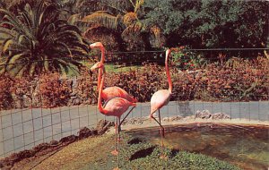 Flamingos Flamingoes Florida, USA Unused