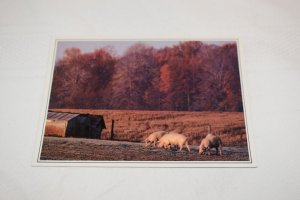 Hog Farm in Ripley County Indiana Postcard American GeoGraphics JIP 118