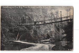 Santa Cruz Mountains California CA Postcard 1907-1915 Bridge Big Tree Grove
