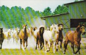Horses At The Triple-R Ranch Chesapeake Virginia
