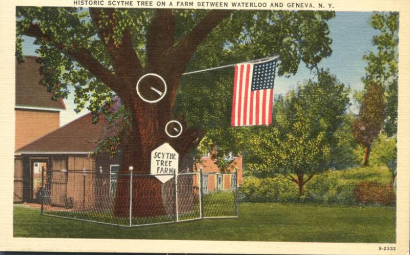 Scythe Tree on Farm near Waterloo and Geneva NY, New York - Linen