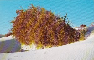 New Mexico White Sands National Monument Vegetation At White Sands National M...