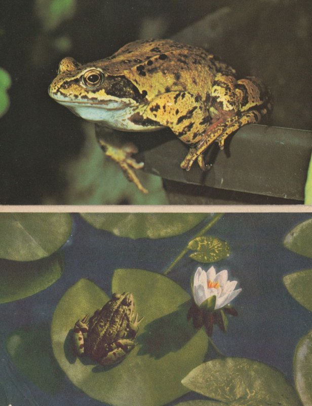 Frog On Water Lily & Bucket Old & 1970s 2x Postcard s