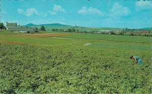 USA Potato Farm Aroostook County Maine Chrome Postcard  07.37