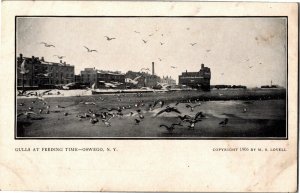 Gulls at Feeding Time, Oswego NY Undivided Back c1906 Postcard B49