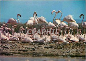 Postcard Modern Camargue (Bouches du Rhone) A very nice group of flamingos