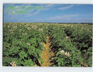 Postcard Potato field in bloom, Maine