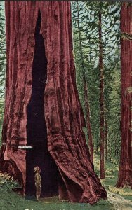 C.1910-20 Telescope, Mariposa Grove of Big Trees, California Postcard P128