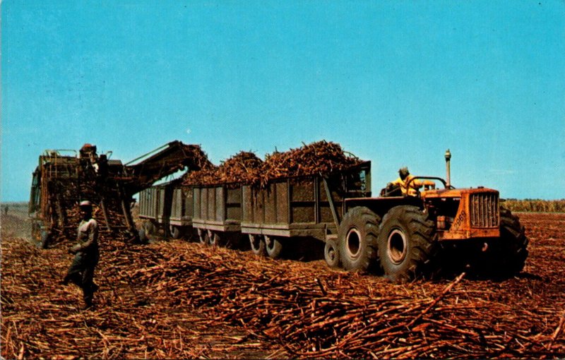 Florida Clewiston Continous Sugar Cane Loader In Sugar Cane Field United Stat...