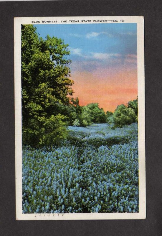 TX Blue Bonnets Bluebonnets State of Texas Flower Postcard Flowers