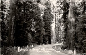 Beauty in Forest and Highway near Jordan Creek California RPPC Postcard Z27