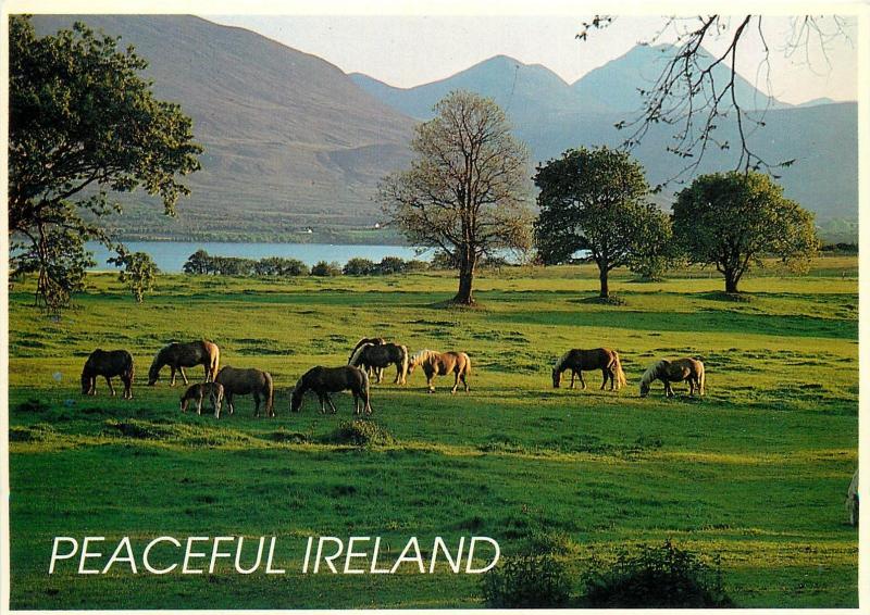 Peaceful Ireland