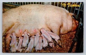 Hog Feeding Her Piglets Vintage Postcard 0691