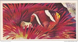 Brooke Bond Vintage Trade Card Wonders Of Wildlife 1976 No 40 Clown Fish &...