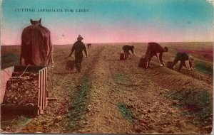 Postcard California Cutting Asparagus for Libby Farming Horse Harvest ~1910 V74