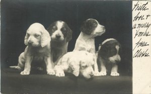 1906 Rotograph RPPC 5 Cute Puppy Dogs, Spaniels? Posted