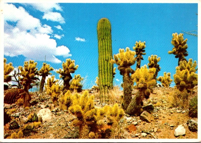 Arizona Tucson Desert Sonora Museum Group Of Cholla Saguaro and Barrel Cactus