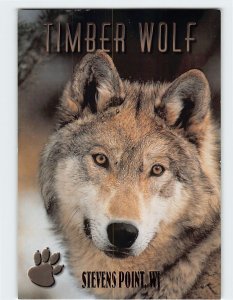 Postcard Timber Wolf, Stevens Point, Wisconsin