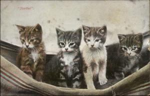 Cats Kittens in Bed STARTLED c1910 Postcard