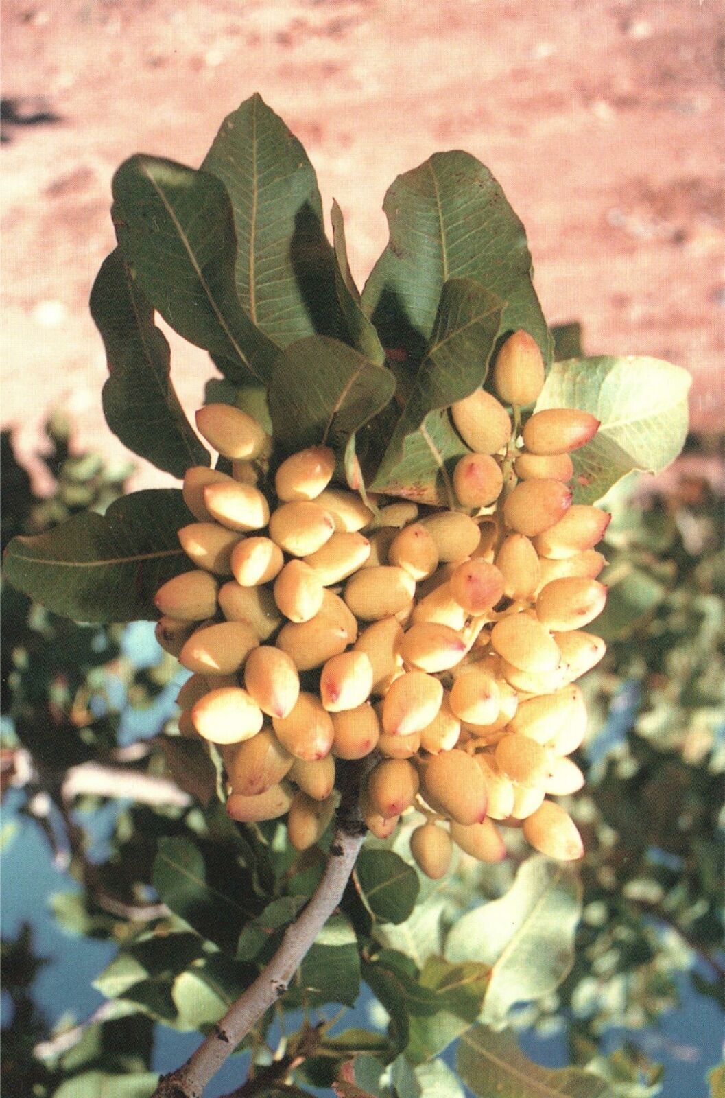 Vintage Postcard A Cluster of Pistachio Nuts Grove Eagle Ranch